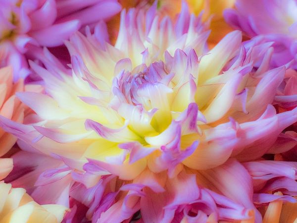 Washington State-Sammamish Dahlia flower design and patterns
